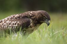 Red-tailed Hawk Royalty Free Stock Photo Red-tailed Hawk Royalty Free Stock Photo