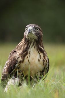 Red-tailed Hawk Stock Image Red-tailed Hawk Stock Image
