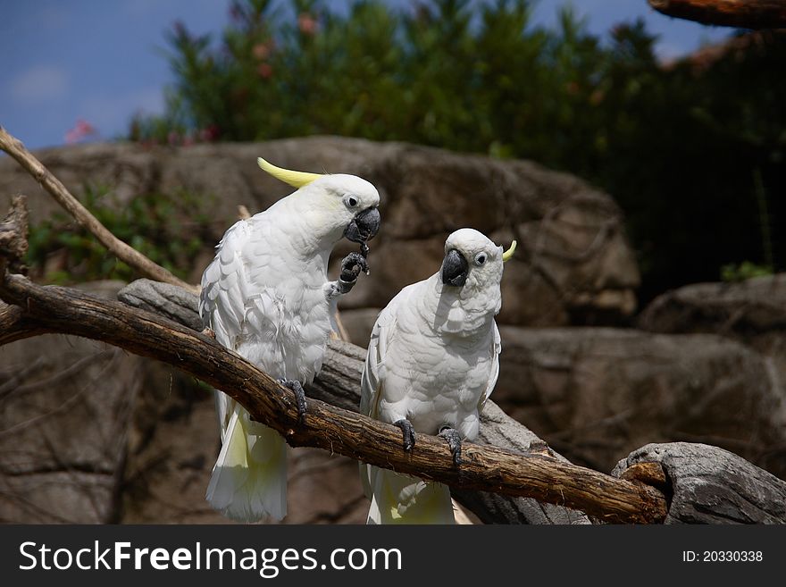 Two parrots, species of cockatoos, on the branch. Two parrots, species of cockatoos, on the branch
