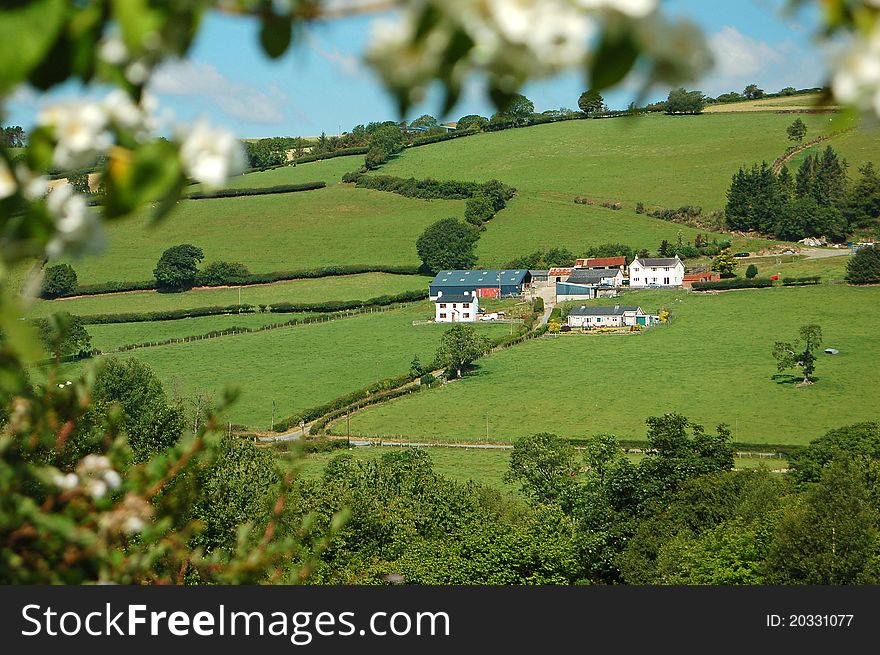 Farm buildings on a sunlit hillside, seen through philodelphus blossom