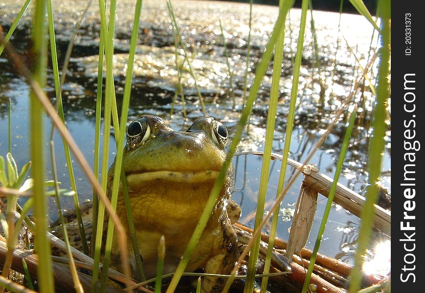 Adult Green Frog peers from between tall reeds.