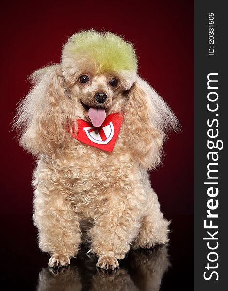 Apricot poodle sits on a red background