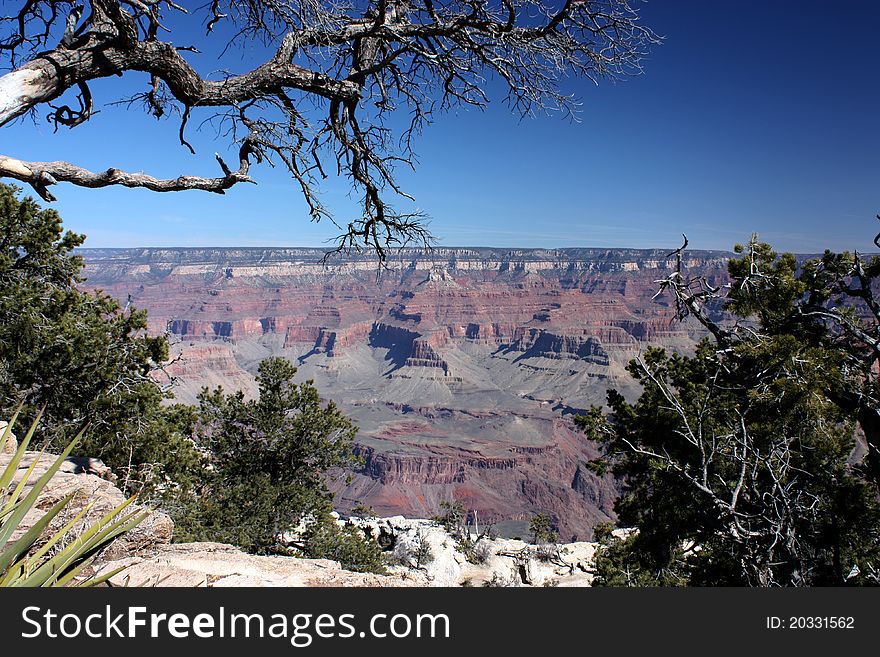 A bare tree branch is stretching across the sly above the Grand Canyon, Arizona, USA. A bare tree branch is stretching across the sly above the Grand Canyon, Arizona, USA