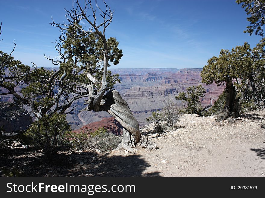 A twisted tree growing at the edge of the Grand Canyon. A twisted tree growing at the edge of the Grand Canyon