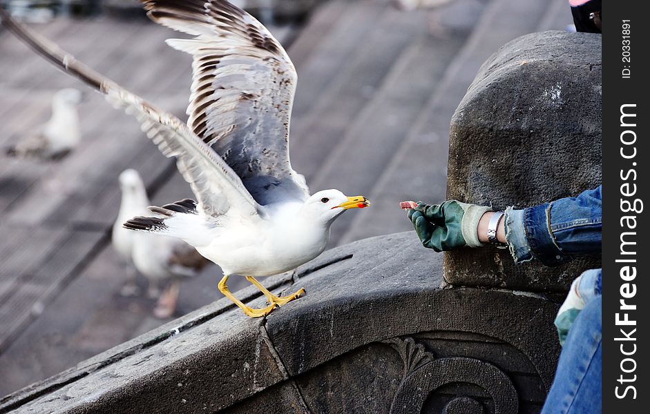 Hungry seagull eating out of hand