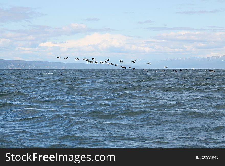 Common murres flying across the water of the Kachemak Bay in Alaska. Common murres flying across the water of the Kachemak Bay in Alaska