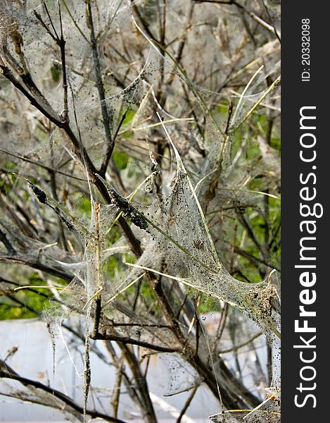 Tree coated with webs with cocoons of caterpillars. Tree coated with webs with cocoons of caterpillars