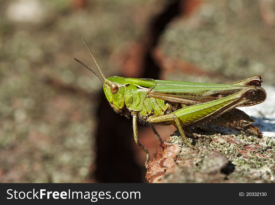 Macro photo of grasshopper standing on fallen tree. Macro photo of grasshopper standing on fallen tree