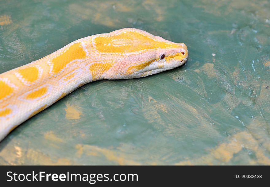 Vivid yellow Ball python ( molurus bivittatus )