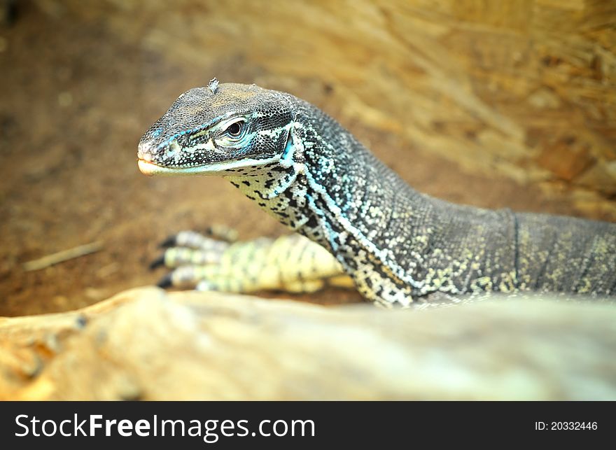 Varanus gouldii in his natural environment. Varanus gouldii in his natural environment