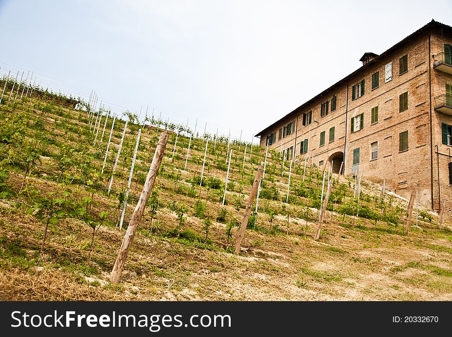 Italian Vineyard - Monferrato