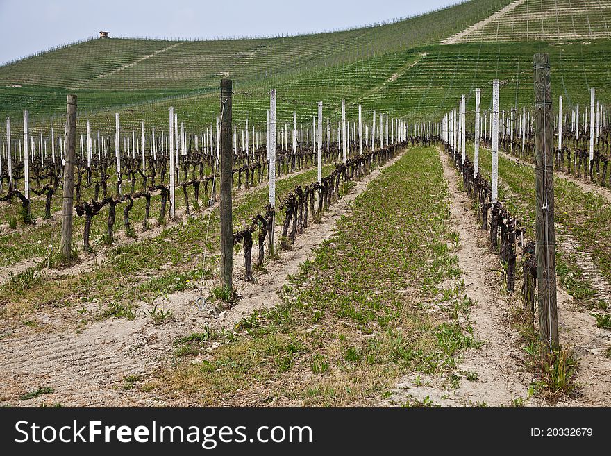 Barbera Vineyard - Italy