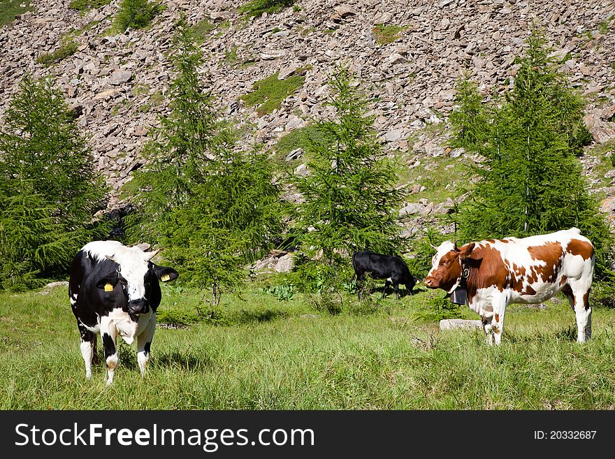 Italian cows during a sunny day close to Susa, Piedmont, Italian Alps. Italian cows during a sunny day close to Susa, Piedmont, Italian Alps