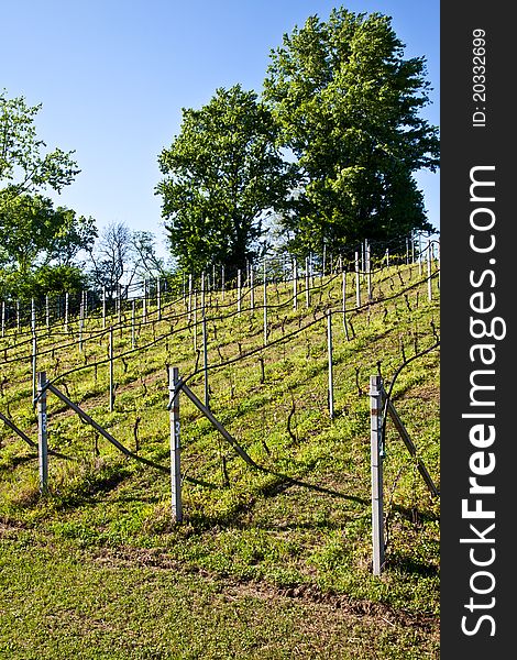Vineyard with a drip irrigation system running along the top of the vines. Vineyard with a drip irrigation system running along the top of the vines