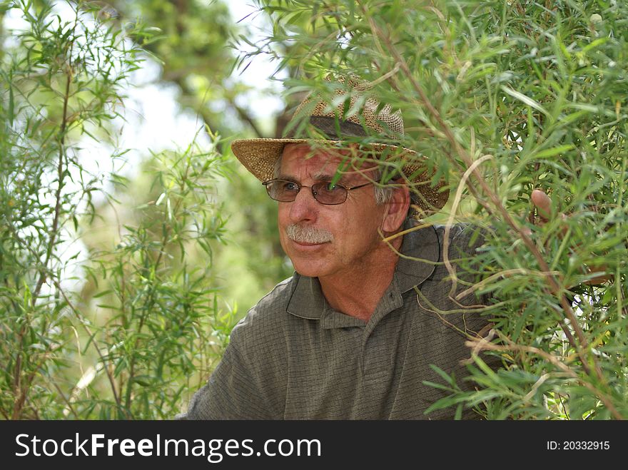 Man Or Explorer Looking Out From Bushes