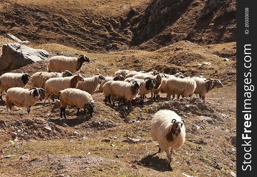 The flock sheeps that grazing in the plateau vally. The flock sheeps that grazing in the plateau vally