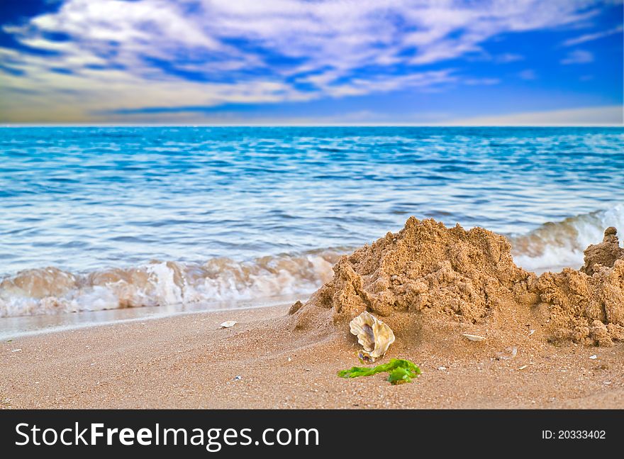 Shell on seashore under blue sky and white cloud