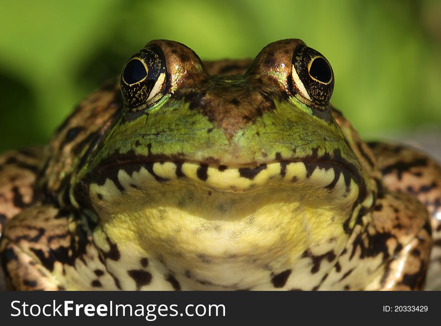 Green Frog (Rana clamitans) Close-up