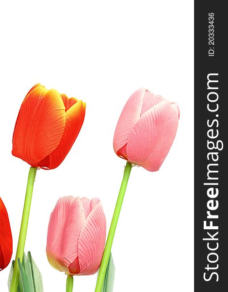 Three tulip on white background