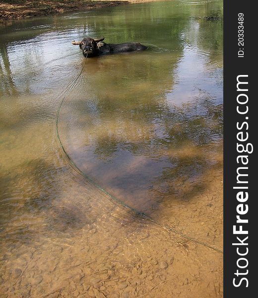 Yunnan Wenshan water buffalo in June, 2010