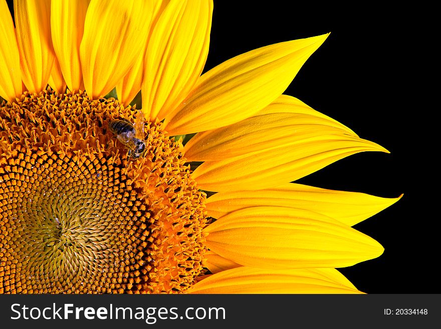 Sunflower close-up against black background