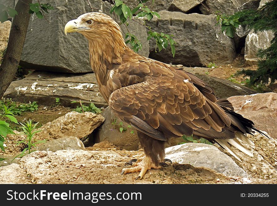 The eagle is on the stone. The eagle is on the stone