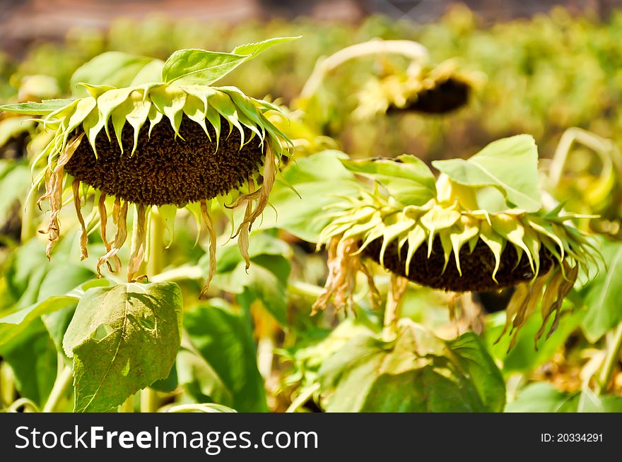 Dry Sunflower field which ready to harvest