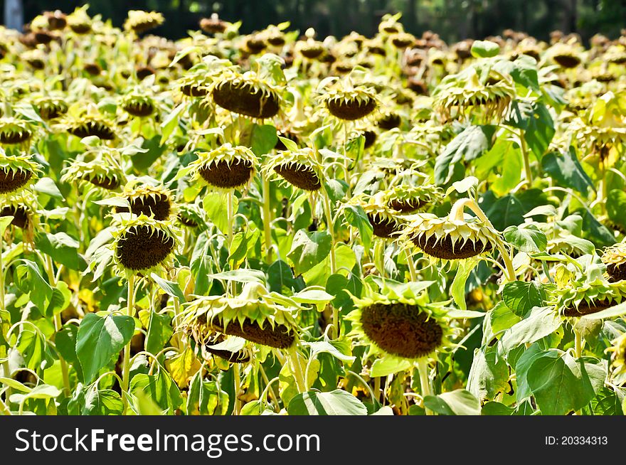 Dry Sunflower field