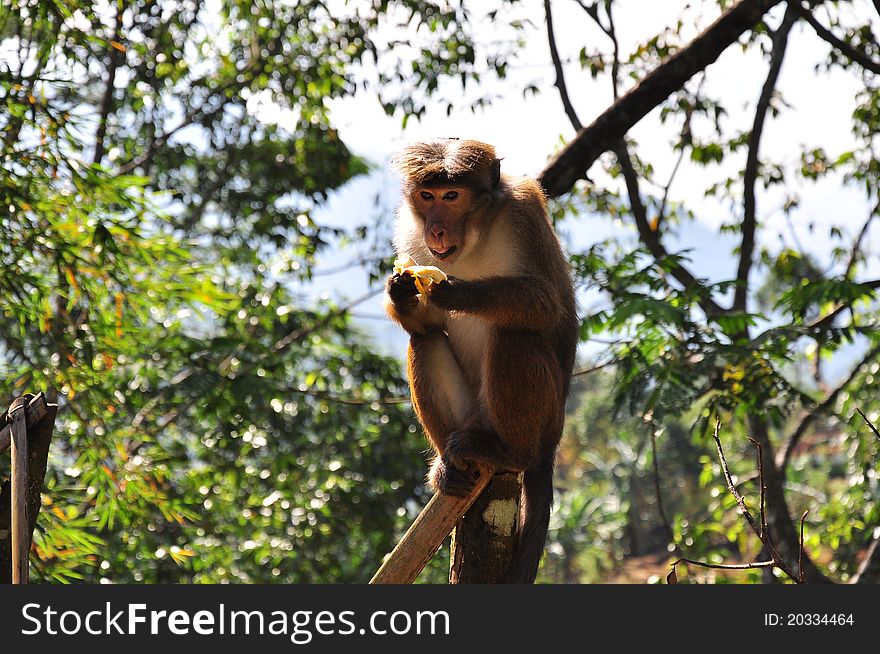 Monkey eating banana in the tropical forest of Sri Lanka. Monkey eating banana in the tropical forest of Sri Lanka
