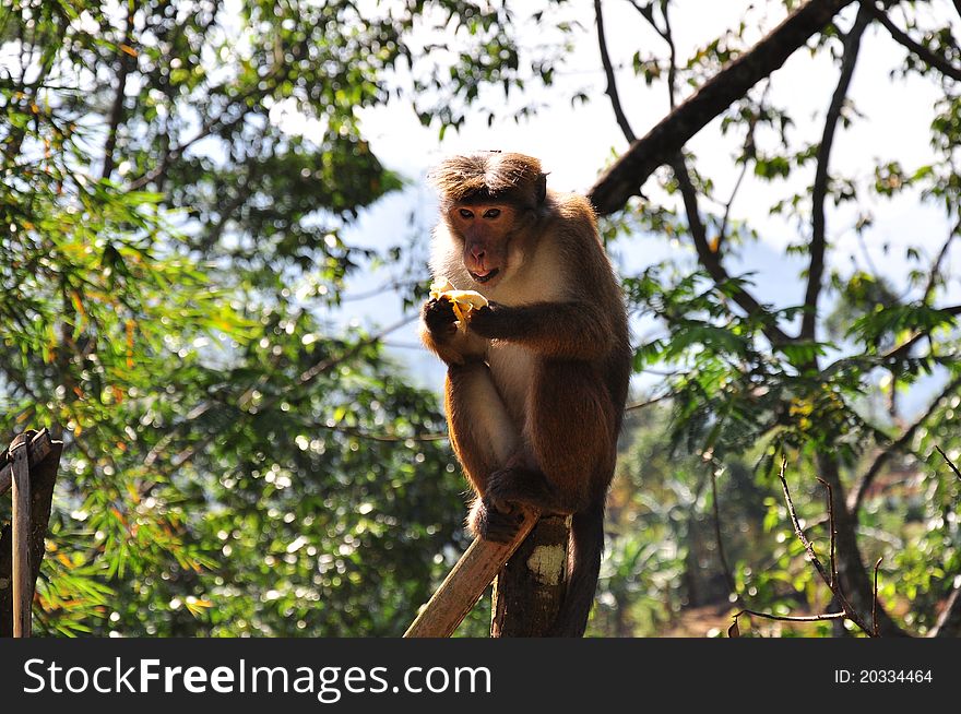 Monkey With Banana