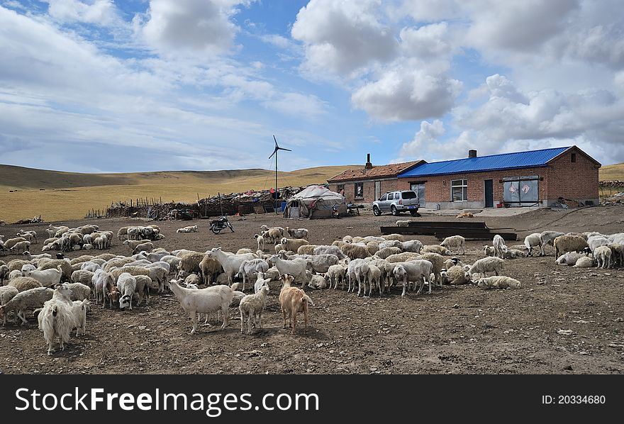 Flock of sheep under blue sky and white clouds, beautiful.