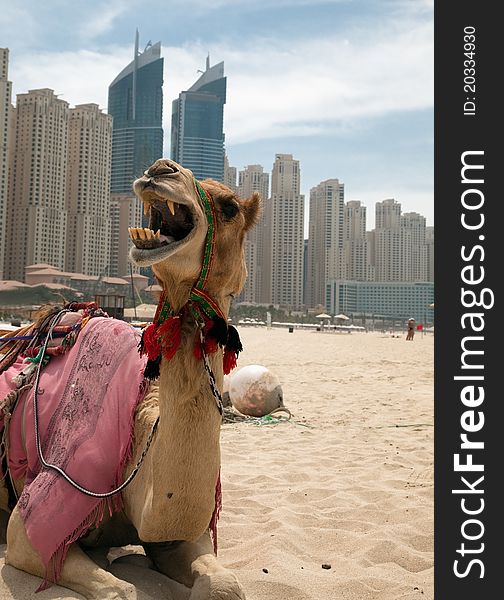 Camel at the urban background of Dubai. Camel at the urban background of Dubai.