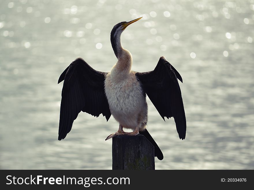 Large sea bird, spreading its wings in the sun to dry them. Bird just came out from the sea itself, eating small fishes.