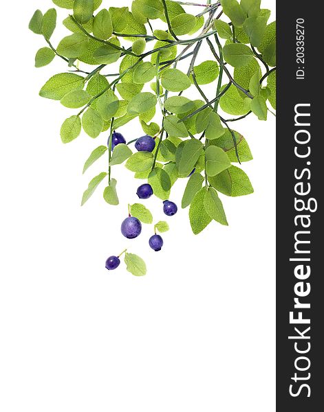 The isolated Berries of a bilberry on a branch. The isolated Berries of a bilberry on a branch