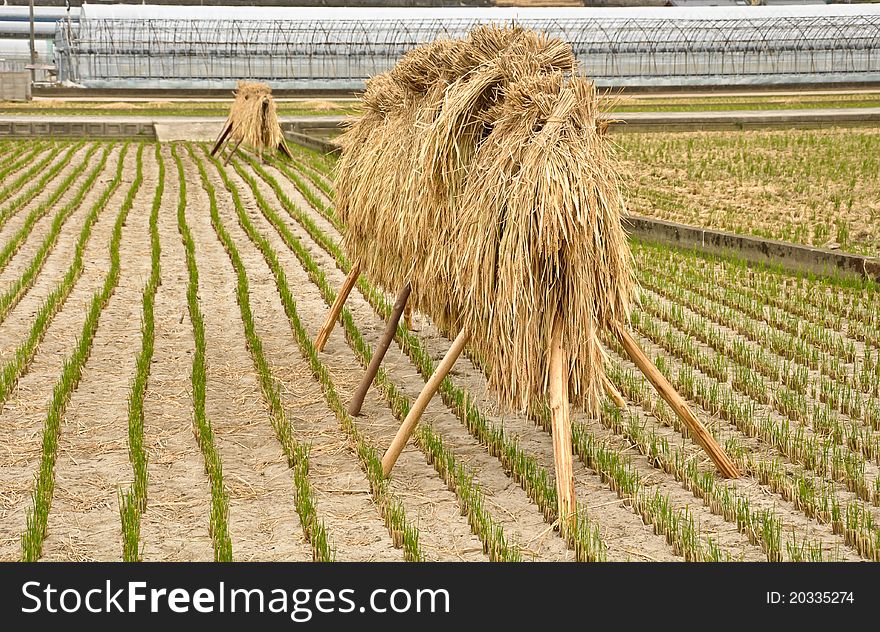 Group Of Straw In The Farm