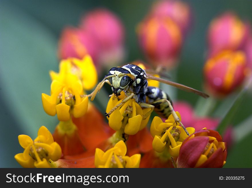 Yellowjacket (Vespula squamosa) feeding on butterfly bush in Central Park