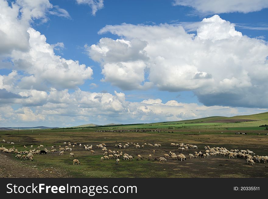 Flock of sheep under blue sky and white clouds, beautiful.