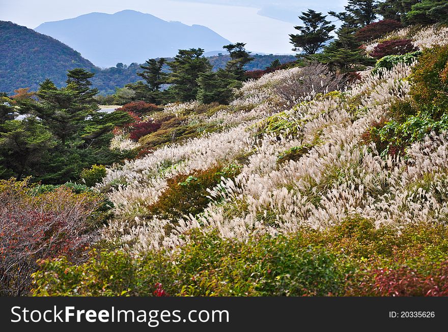 Flower field on the mountian in autumn season at National Park Unzen, Obama, Japan