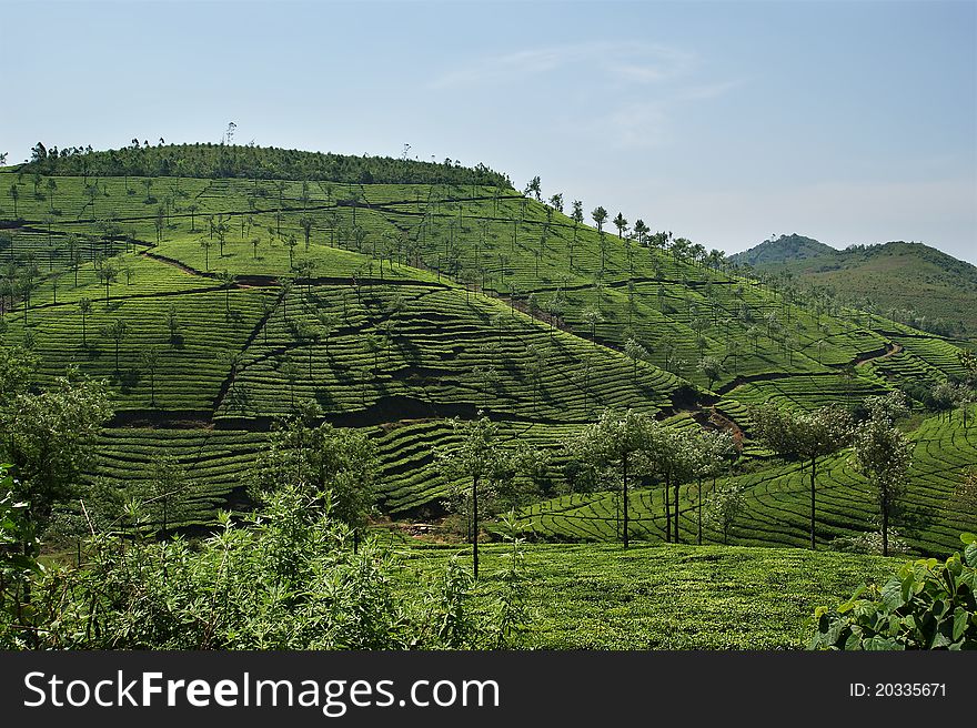 Tea plantation of Kerala, South India