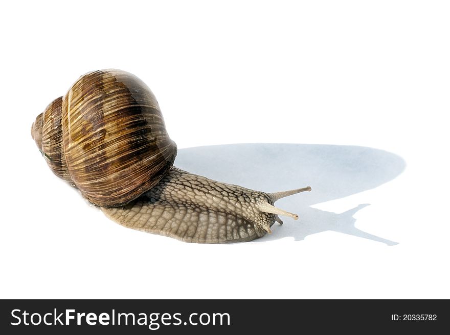 Snail isolated on a white background with its own shadow. Snail isolated on a white background with its own shadow