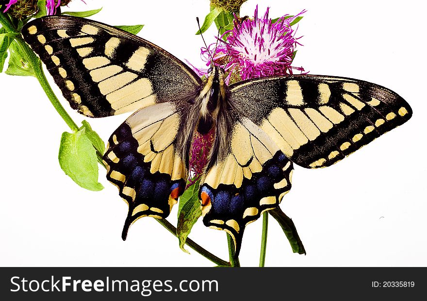 Summer. Butterfly on a flower. Isolated