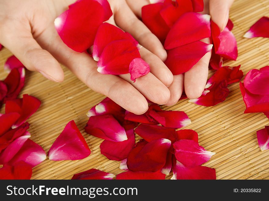 Close-up of hands are on red rose petals. Close-up of hands are on red rose petals