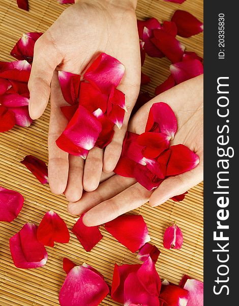 Close-up of hands are on red rose petals. Close-up of hands are on red rose petals