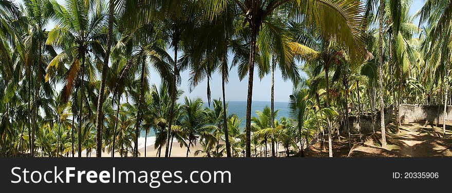 Coconut palms on the ocean shore