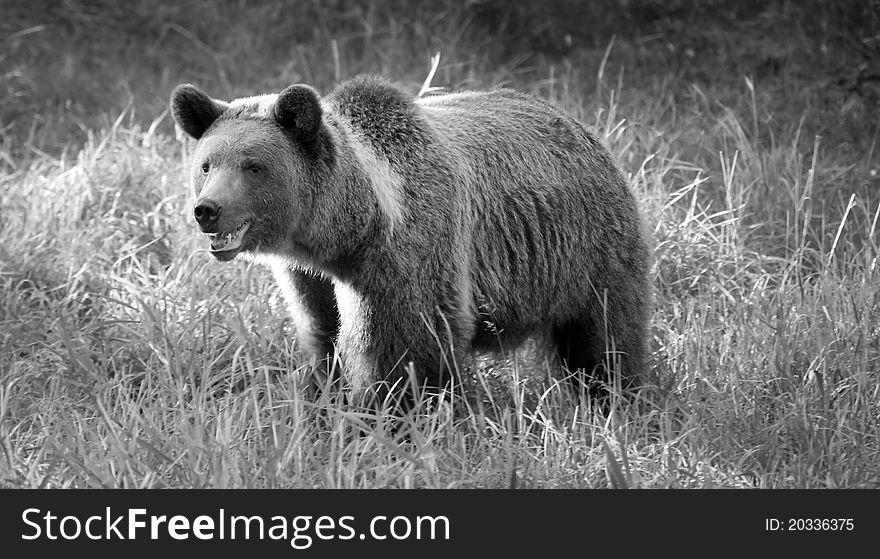 A brown bear walking in the grass