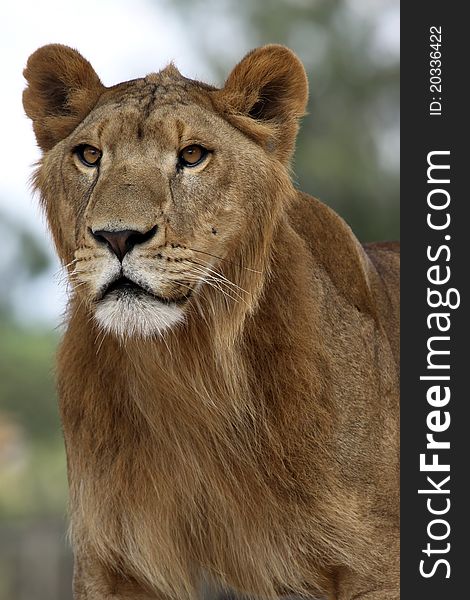 A young male lion standing portrait. A young male lion standing portrait