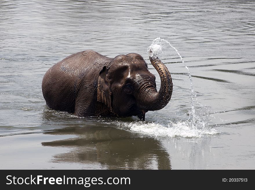 An elephant playing and splashing water to itself. An elephant playing and splashing water to itself