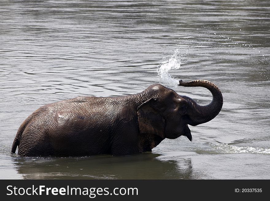 An elephant playing and splashing water to itself. An elephant playing and splashing water to itself