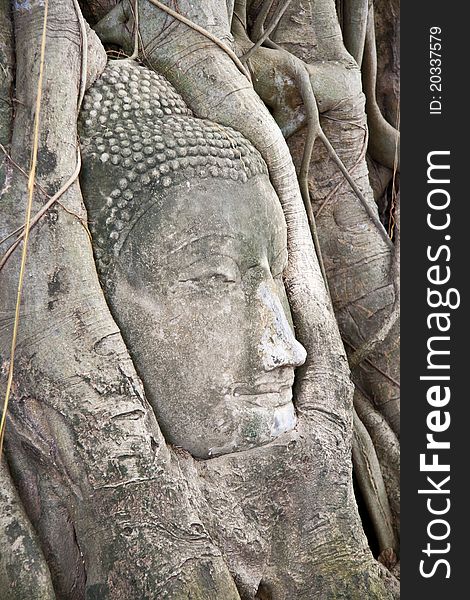 Ancient Buddha head up to the root tree, a World Heritage Site in Thailand. Ancient Buddha head up to the root tree, a World Heritage Site in Thailand.