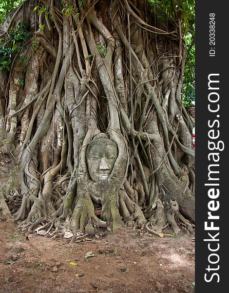 Ancient Buddha head up to the root tree, a World Heritage Site in Thailand. Ancient Buddha head up to the root tree, a World Heritage Site in Thailand.